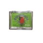 AGUJA DIAMANTE - 788 DST W - COLUMBIA